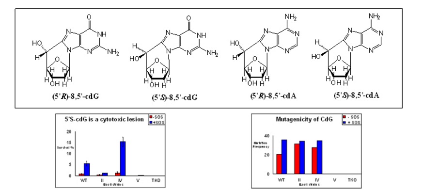 Complex Dna Lesions Formed By Radiation Oxidation Basu Research Group